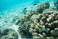 Brown Damselfish and Surgeonfish in Ocean Reef