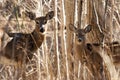 White tailed deer Royalty Free Stock Photo