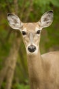 White-tailed deer