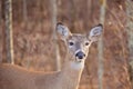 White Tailed Deer Royalty Free Stock Photo