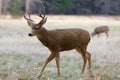 White-tailed Deer Royalty Free Stock Photo