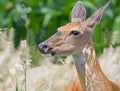 White-tailed Deer Royalty Free Stock Photo
