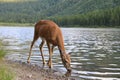 white-tailed deer at a alpine lake, Glacier National Park, Montana,USA