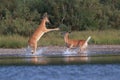 white-tailed deer at a alpine lake, Glacier National Park, Montana,USA