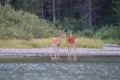 white-tailed deer at a alpine lake, Glacier National Park, Montana,USA