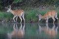 white-tailed deer at a alpine lake, Glacier National Park, Montana,USA