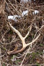 White-tailed Deer antler shed laying on the ground in April with snow, Vertical Royalty Free Stock Photo