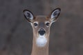 White-tailed deer Royalty Free Stock Photo