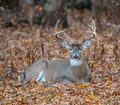 White-tailed deer bedded down Royalty Free Stock Photo