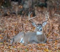 White-tailed deer bedded down Royalty Free Stock Photo