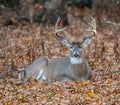 White-tailed deer bedded down Royalty Free Stock Photo