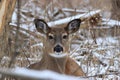 White-tailed deer bedded down in the snow. Royalty Free Stock Photo