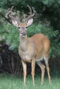 White-tailed Deer Buck Royalty Free Stock Photo