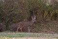 White-tailed deer buck along the edge of the woods Royalty Free Stock Photo