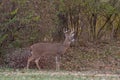 White-tailed deer buck along the edge of the woods Royalty Free Stock Photo