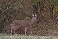 White-tailed deer buck along the edge of the woods Royalty Free Stock Photo