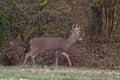 White-tailed deer buck along the edge of the woods Royalty Free Stock Photo