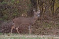 White-tailed deer buck along the edge of the woods Royalty Free Stock Photo