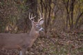 White-tailed deer buck along the edge of the woods Royalty Free Stock Photo