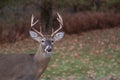 White-tailed deer buck along the edge of the woods Royalty Free Stock Photo