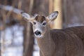 White-tailed deer buck with antlers dropped standing in the winter snow in Canada Royalty Free Stock Photo