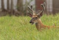 White-tailed Deer buck with antlers n grass with giddy funny face Royalty Free Stock Photo