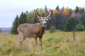 White-tailed deer buck Royalty Free Stock Photo