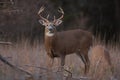 White-tailed Deer Buck In Autumn Rut In Canada