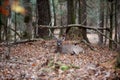 White-tailed deer buck bedded in woods Royalty Free Stock Photo