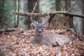 White-tailed deer buck bedded in woods Royalty Free Stock Photo