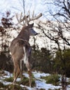 White-tailed deer buck Royalty Free Stock Photo