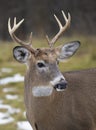 White-tailed deer buck closeup in a autumn meadow in Canada Royalty Free Stock Photo