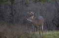 White-tailed deer buck closeup in a autumn meadow in Canada Royalty Free Stock Photo