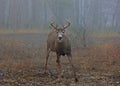 A White-tailed deer buck closeup with huge neck walking through the foggy woods during the autumn rut in Ottawa, Canada Royalty Free Stock Photo