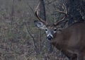 A White-tailed deer buck closeup with huge neck walking through the foggy woods during the autumn rut in Ottawa, Canada Royalty Free Stock Photo