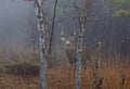 A White-tailed deer buck closeup with huge neck walking through the foggy woods during the autumn rut in Ottawa, Canada Royalty Free Stock Photo