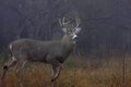 A White-tailed deer buck closeup with huge neck walking through the foggy woods during the autumn rut in Ottawa, Canada Royalty Free Stock Photo