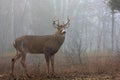 A White-tailed deer buck closeup with huge neck walking through the foggy woods during the autumn rut in Ottawa, Canada Royalty Free Stock Photo