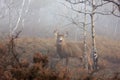 A White-tailed deer buck closeup with huge neck walking through the foggy woods during the autumn rut in Ottawa, Canada Royalty Free Stock Photo