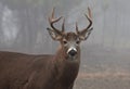 A White-tailed deer buck closeup with huge neck walking through the foggy woods during the autumn rut in Ottawa, Canada Royalty Free Stock Photo