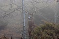 A White-tailed deer buck closeup with huge neck walking through the foggy woods during the autumn rut in Ottawa, Canada Royalty Free Stock Photo