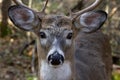 White-tailed deer buck closeup walking through the forest during the autumn rut in Canada Royalty Free Stock Photo