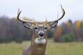 A White-tailed deer buck closeup walking through the meadow during the autumn rut in Canada Royalty Free Stock Photo