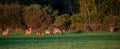 White-tailed deer buck, doe and fawns feeding in a Wisconsin hay field in early September Royalty Free Stock Photo