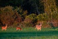 White-tailed deer buck, doe and fawns standing in a Wisconsin hay field in early September Royalty Free Stock Photo