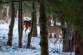 White-tailed deer buck and doe (odocoileus virginianus) camouflaged in a Wisconsin forest Royalty Free Stock Photo