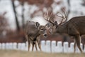 Whitetailed deer buck and doe Royalty Free Stock Photo