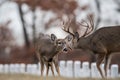 Whitetailed deer buck and doe Royalty Free Stock Photo