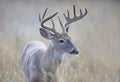 A White-tailed deer buck on an early golden morning with velvet antlers in summer in Canada