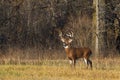 A white-tailed deer buck in the early morning light during the rut Royalty Free Stock Photo